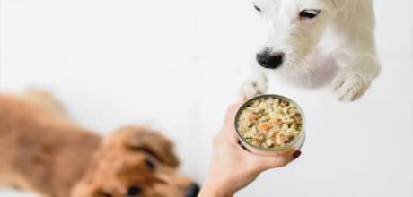 🐾 O Guia Definitivo de Amostras Grátis para Cães e Gatos: Simples e Completo